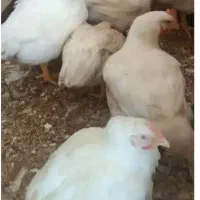 مرغ زنده