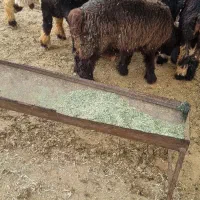 برها سالم و سرحال از گله خودم هستن