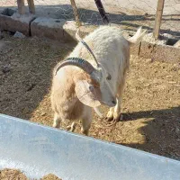 بزدورگ سانن