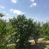 1000-متری-با-120-متر-بنای-مفید-شهریار-یوسف-اباد