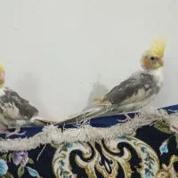 جوجه عروس هلندی