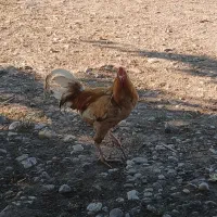 خروس‌