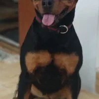 رتوایلر پوزه دلقکی ماده ۸ماهه