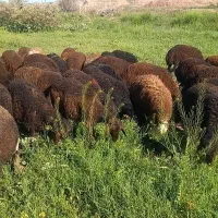 بره نر دشتی
