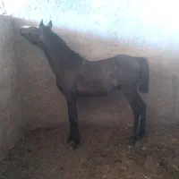 اسب