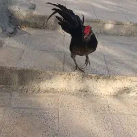 مرغ خروس گلین یک ساله تخم گذار