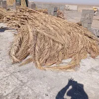 برگ نخل