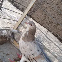 کفتر رنگه پلاکی آگهی خوانده شود