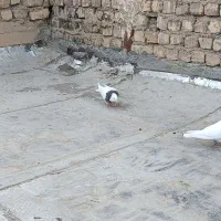 کفتر