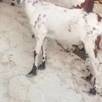 کهره ماده