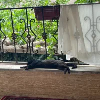 گربه