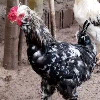 خروس گلین هزار تاج