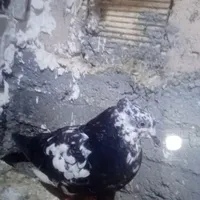 کبوتر|پرنده|دهگلان, |دیوار
