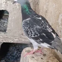 ماده مینا مگس جان اردن