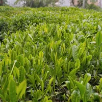چای ممتاز بهاره