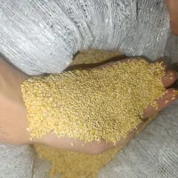بذر ارزن