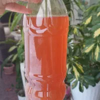 آبغوره طبیعی