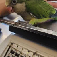 راهب سرلاکی نژاد دار