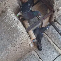 5 جفت پلاکی خوب و بی نقص فروشی