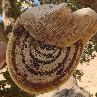 انواع عسل های کوهی، بهاره، کناره