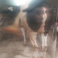 فروش یک راس تلیسه ابستن