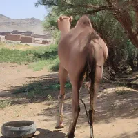 شتر ماده