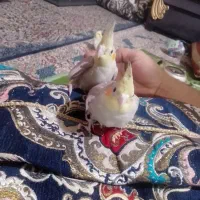 عروس هلندی