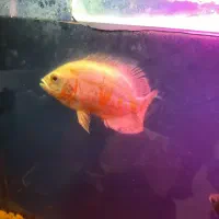 ماهی اوسکار