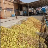 خریدار سیب ضایعات باره‌زه‌ ب صورت نقد روی باسکول