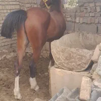 مرکز خرید فروش اسب باری با بهترین قیمت