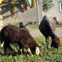 گوسفند بره دار