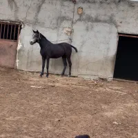 اسب ماده دایچا
