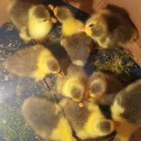 بچه غاز|حیوانات مزرعه|رشت, حومه رشت|دیوار