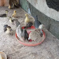 فروش جوجه مرغ وخروس کردی  لری دوماهه ماهه