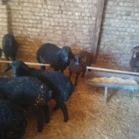 فروش 10راس بره ماده