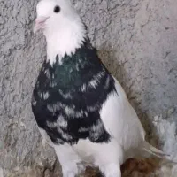 طوقی