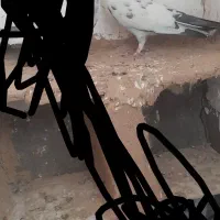 کفتر|پرنده|آشتیان, |دیوار