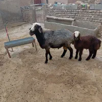 قوچ جون چهار دندون به ضمانت