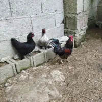 تخم مرغ چینی