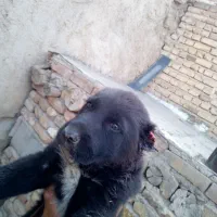 واگذاری سگ سرابی نر