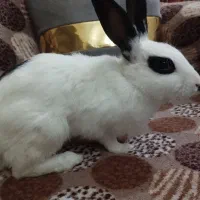دو عدد خرگوش