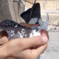 کبوتر|پرنده|دلوار, |دیوار
