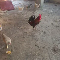 خروس بزرگ قرمز