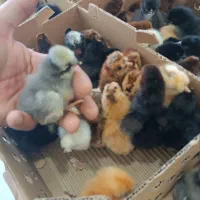 جوجه یک روزه آیسبار.لوهمن .بلک استاراردک گلپایگان