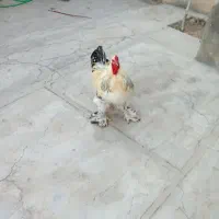 مرغ خروس