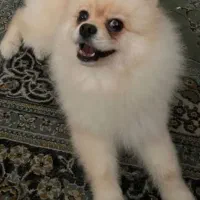 سگ پارمرین خرسی