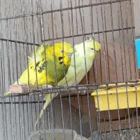 مرغ عشق پروانه ای جفت مولد به شرط
