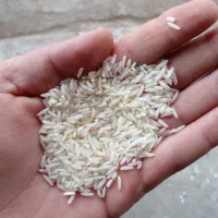 برنج صدری هاشمی ۳۶۵