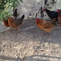 مرغ بومی تخمگذار