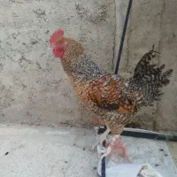 خروس محلی دورگه